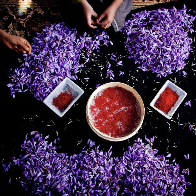 Szafran: przyprawa poprawiająca nastrój